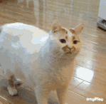 1650760920258381MGgE.gif 1.gif